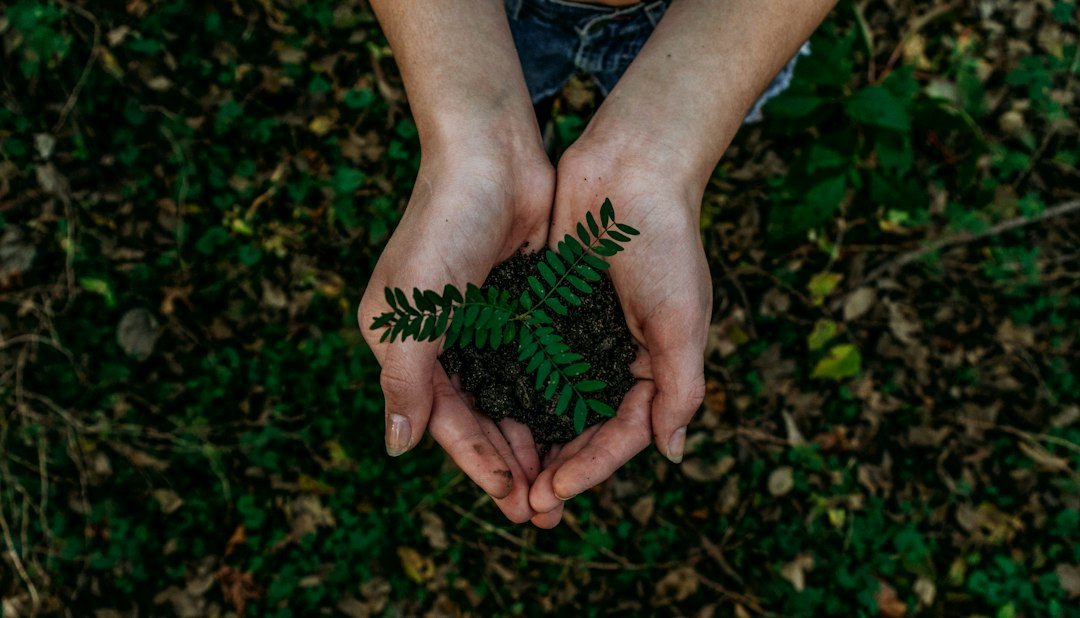 Hands holding a growing plant representing stewardship and opportunity